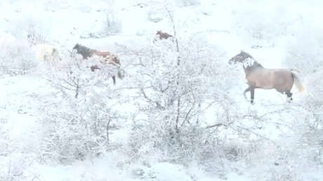 VIDEO: Caballos salvajes galopan en España por la nieve de Sierra Nevada