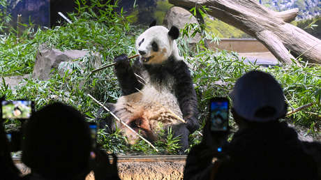 VIDEO: Japoneses se despiden entre lágrimas de sus últimos pandas