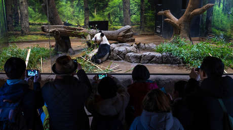 China: "Damos la bienvenida al pueblo japonés para ver pandas gigantes"