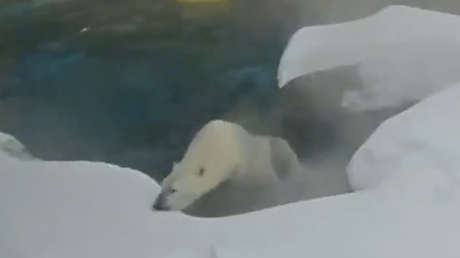 Un oso polar se lo pasa en grande en el zoo tras una gran nevada en EE.UU. (VIDEO)