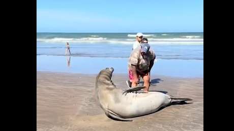 Un hombre acaricia un lobo marino en una playa y desata la indignación de los turistas