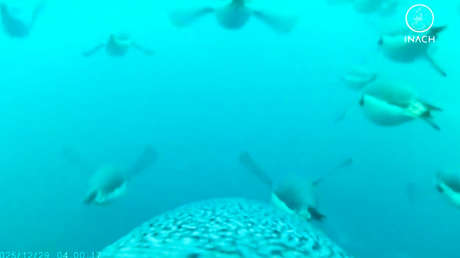 VIDEO: Increíble buceo de pingüinos cazando comida