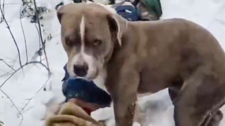 El amigo que nunca se fue: un perro guarda durante días el cadáver de su dueño (VIDEO)