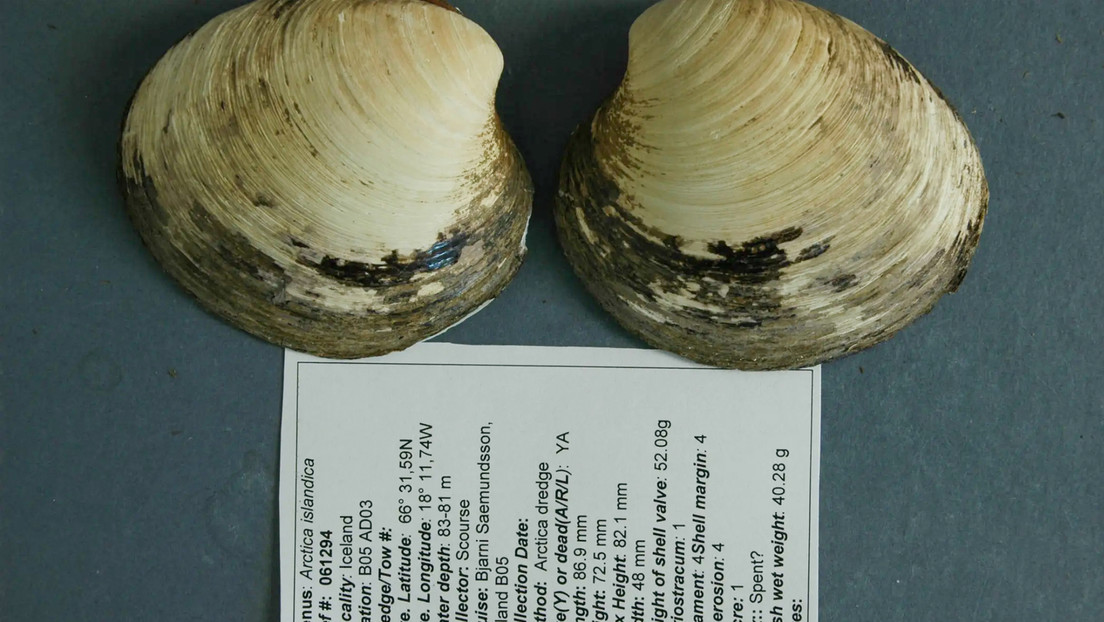 Molusco marino revela claves de longevidad tras vivir más de 500 años