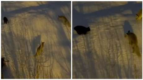 Temple vs. tamaño: encuentro de un gato con dos zorros termina de forma inesperada (VIDEO)