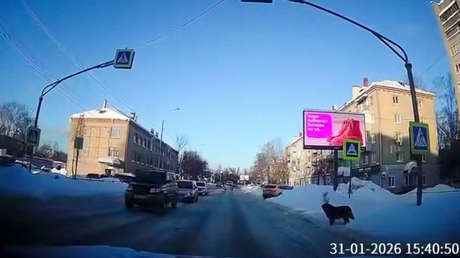 VIDEO: Prudente perro ruso enseña a cruzar la calle correctamente