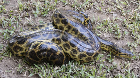 VIDEO: Jóvenes usan una anaconda como cuerda para saltar