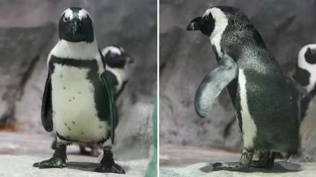 El zoo de Moscú anima la red con sus pingüinos 'bailones' a ritmo oriental (VIDEO)