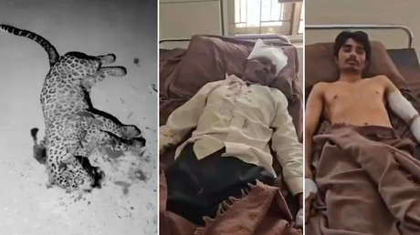 "El leopardo me dejó y atacó a mi hijo": la batalla desesperada en la oscuridad contra un animal que irrumpió en una casa