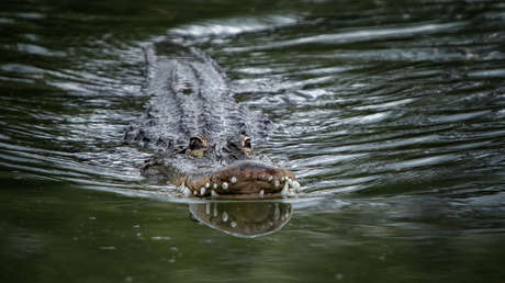 Se salva de pena de muerte un acusado que abandonó a una niña para que la devoraran caimanes