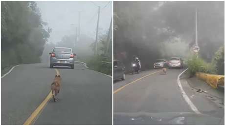 VIDEO ESTREMECEDOR: Perro desesperado persigue el auto que lo dejó tirado en plena vía