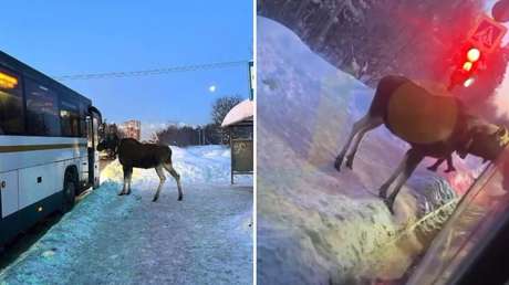 VIDEO: Un inusual pasajero espera tranquilamente el bus en una parada