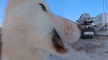 VIDEO: Perro de trineo roba una costosa cámara y graba por accidente su fechoría