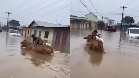 VIDEO ESPERANZADOR: Animales se aferran a una vaca para no morir ahogados