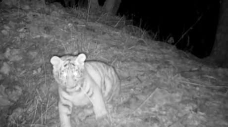 VIDEO TIERNO: El entrañable 'enfrentamiento' entre un cachorro de tigre y una brizna de hierba seca