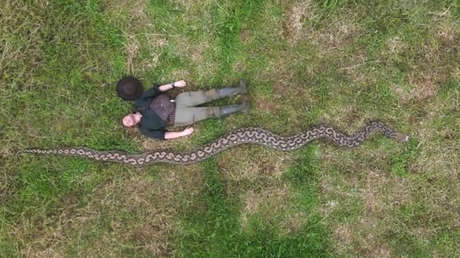 La madre de todas las serpientes: encuentran la pitón salvaje más larga del mundo en isla paradisíaca (VIDEO)