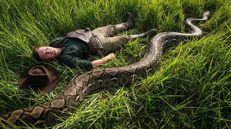 La madre de todas las serpientes: encuentran la pitón salvaje más larga del mundo en isla paradisíaca (VIDEO)