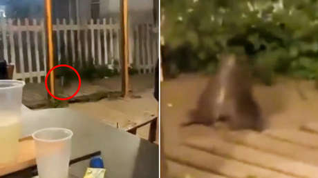 VIDEO: Un par de ratas juegan a 'Mortal Kombat' en la terraza de un restaurant