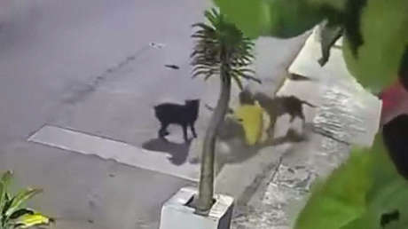 VIDEO: Momento en el que un hombre es atacado por tres perros mientras lava su auto en la calle