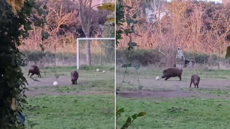 Graban a jabalíes jugando a fútbol en Italia (VIDEO)