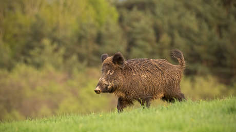 Peculiares 'futbolistas' sorprenden a vecinos en una cancha de barrio en Roma (VIDEO)