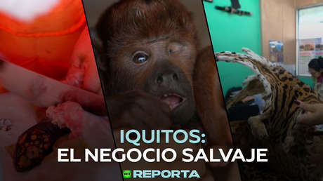 Iquitos: el negocio salvaje