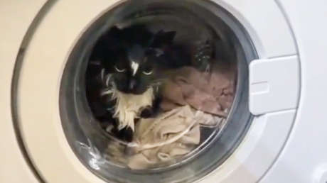 "Mi gato se está lavando": Enciende la lavadora con su mascota dentro y pasa esto (VIDEO)