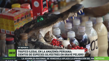 Tráfico ilegal en la Amazonía peruana: cientos de especies silvestres en grave peligro