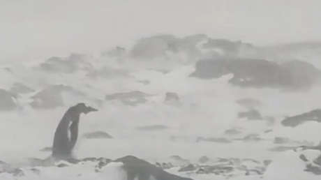 VIDEO: El apuro del pingüino 'más solitario del mundo'