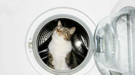 Minutos de terror: gato es rescatado de un 'ciclo de lavado' (VIDEO)