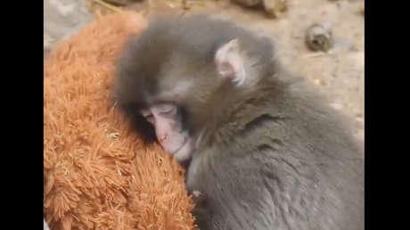 Bebé mono se aferra a su 'mamá' de peluche tras ser abandonado (VIDEOS)