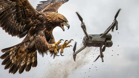 Águila salva a un soldado ruso del ataque de un dron