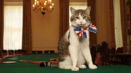 FOTOS: El gato Larry cumple 15 años en el 'cargo' en Downing Street
