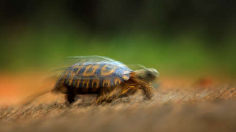VIDEO: Tortuga en "modo deportivo" corre por su vida huyendo de cobertizo en llamas