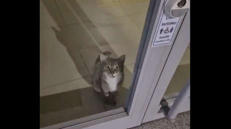 Capturan a un inusual sospechoso de asalto bancario