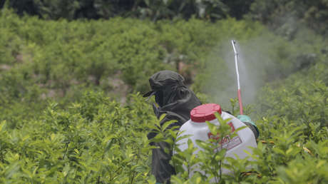Colombia reanuda 'narcofumigaciones' con glifosato: por qué es polémico