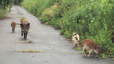 Los híbridos que se multiplican en Fukushima tras el desastre nuclear