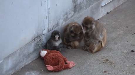 VIDEO: El feliz desenlace de la historia de Punch, el monito abandonado que se aferraba a su 'mamá' de peluche