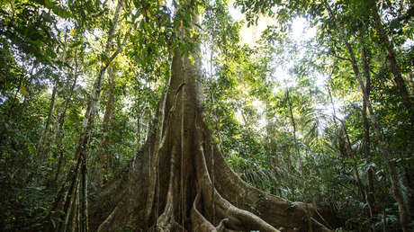 La paradoja forestal de Perú: se talan los árboles que más carbono almacenan