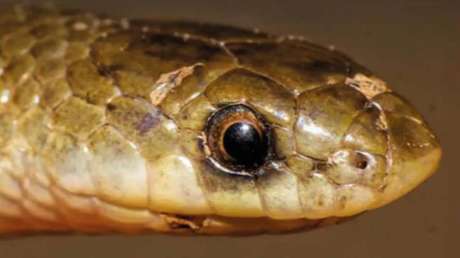 Descubren una nueva especie de serpiente subterránea en México