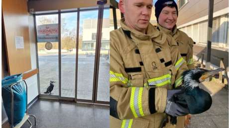 VIDEO: Ave herida sorprende al ingresarse a sí misma en un hospital