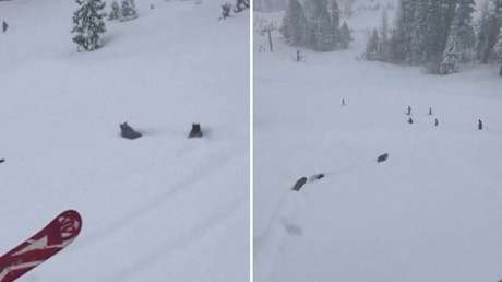 VIDEO: Osos irrumpen en una pista de esquí y corren a toda velocidad entre los esquiadores