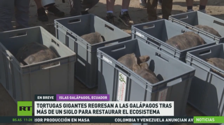 Tortugas gigantes regresan a las islas Galápagos tras más de un siglo para restaurar el ecosistema