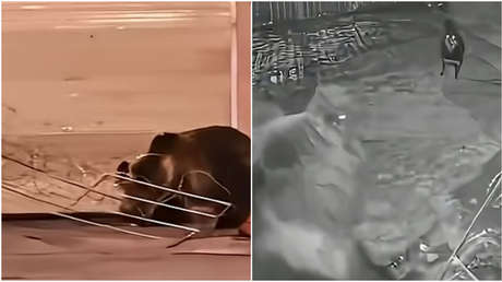 Insólito: Dos osos se las ingenian para robar en un restaurante en medio de la noche (VIDEO)