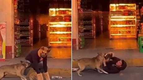 VIDEO: Así reacciona un perro real ante un 'therian'