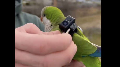 Le pone una GoPro a un loro y ve algo impresionante (VIDEOS)