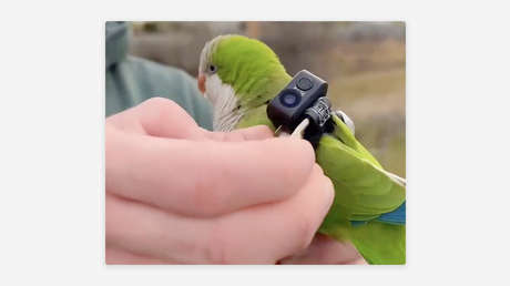 Le pone una GoPro a un loro y ve algo impresionante (VIDEOS)