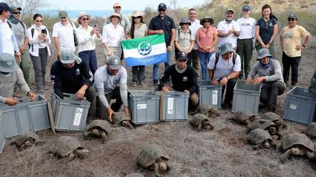 Una isla de Galápagos vuelve a tener tortugas gigantes después de casi dos siglos (VIDEO)