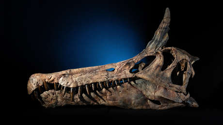 Descubren en el Sahara un dinosaurio 'dragón' de 95 millones de años