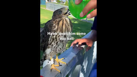 Hombre es sentenciado a la cárcel por darle alcohol a un halcón